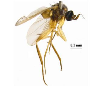 'Alavesia daura', mosca de Namibia. Foto de Bradley Sinclair.