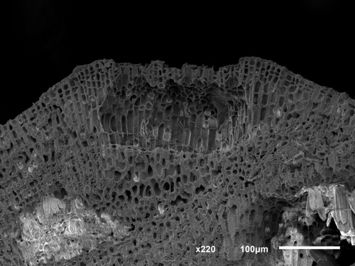 La imagen de microscopía electrónica de 'Roseolithon tupii' muestra las estructuras de la nueva especie de alga calcárea que la diferencian de otras de su grupo/archivo de los investigadores.